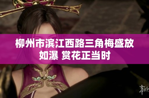 柳州市滨江西路三角梅盛放如瀑 赏花正当时